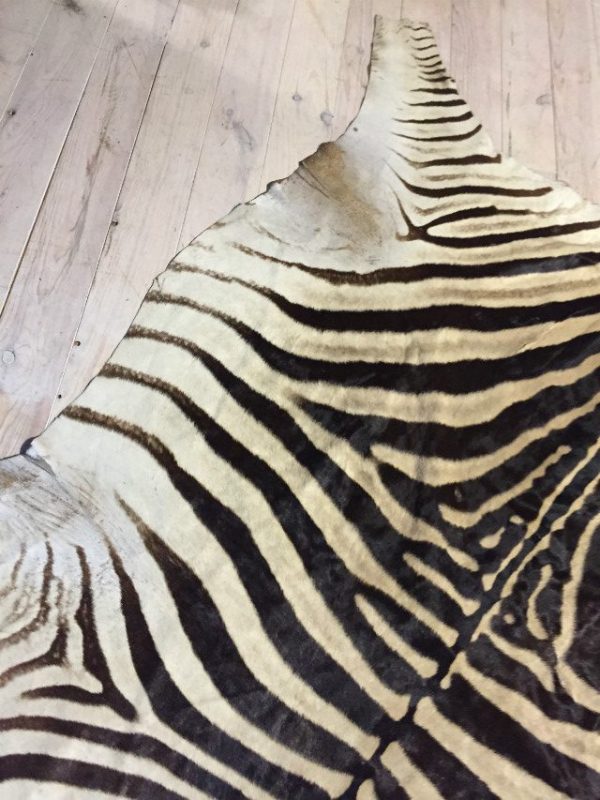 Vintage zebra skin