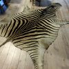 Fresh big zebra skin, beautifully finished with felt