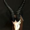 Skull of a springbok