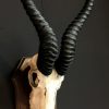 Decorative kudu horns.
