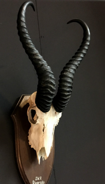 Skull of a springbok