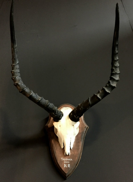 Skull of a impala.