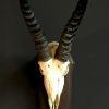 Skull of a springbok