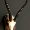 Skull of a female springbok
