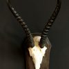 Oude grote schedel met grote horens van een elandantilope.