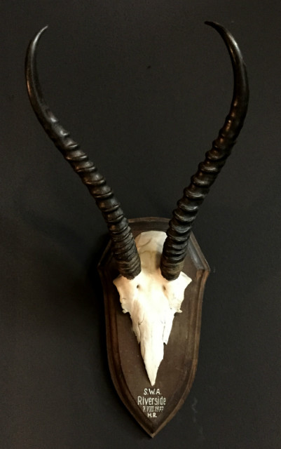 Skull of a female springbok