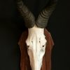 Set skulls of red hartebeest