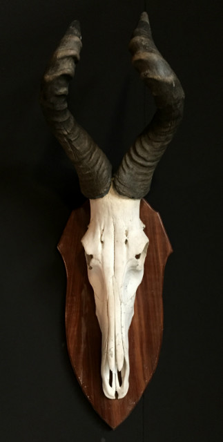 Large skull of a red hartebeest