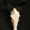Zeer zware schedel van een kapitale kafferbuffel.