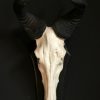 Large skull of a Coke hartebeest