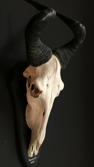 Large skull of a Coke hartebeest