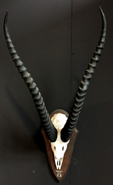 Skull of a grand gazelle