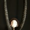 Schedel van een kapitale sabelantilope