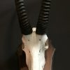 Schedel van een kapitale sabelantilope
