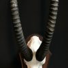 Skull of a capital sable antelope