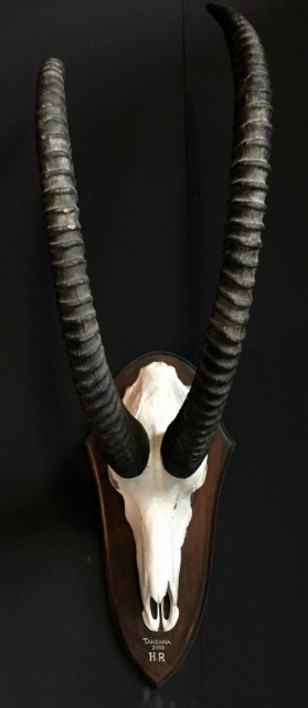 Skull of a capital sable antelope