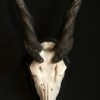 Zware schedel van een eland antilope.