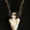 Heavy skull of an Eland antilope