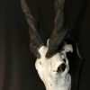 Heavy skull of an Eland antilope