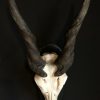 Heavy skull of an Eland antilope