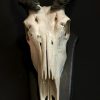 Zware schedel van een eland antilope.