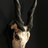 Skull of a red hartebeest. The skull is mounted on a hardwood shield