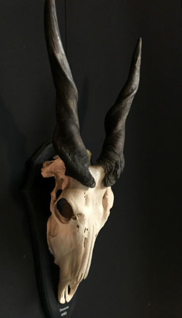 Heavy skull of an Eland antilope