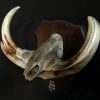 Very old, unique roe buck antlers mounted on wooden panels