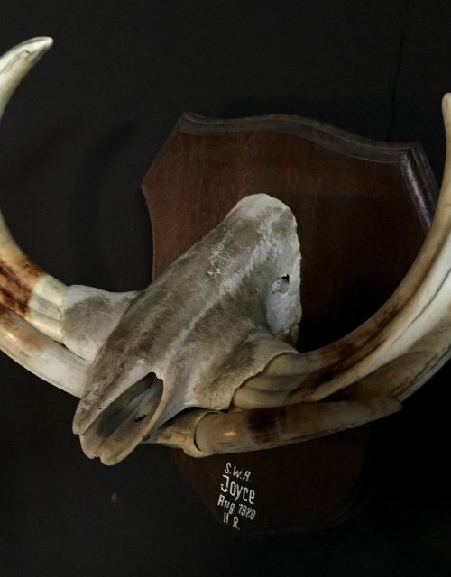 Muzzle part of a big warthog
