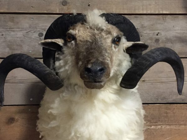 Stuffed head of a large ram