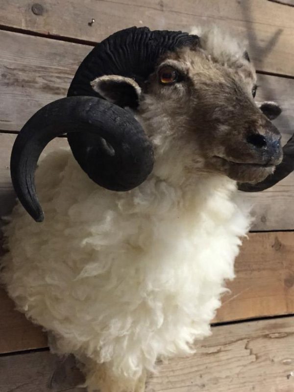 Stuffed head of a large ram