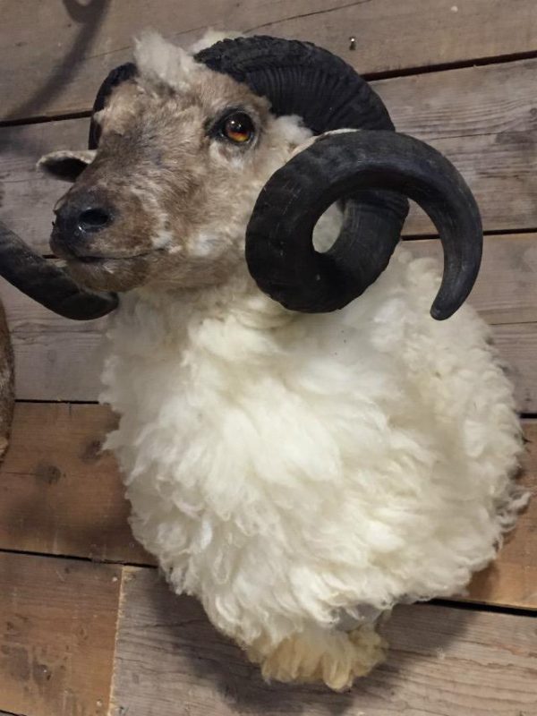 Stuffed head of a large ram