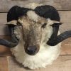 Stuffed head of a large ram