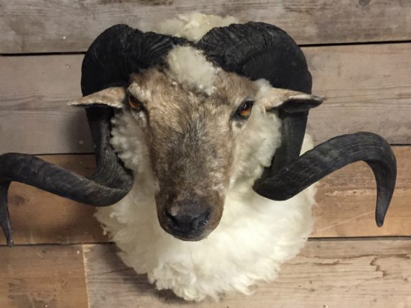 Stuffed head of a large ram