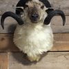 A pair of big Raka sheep shoulder mounts