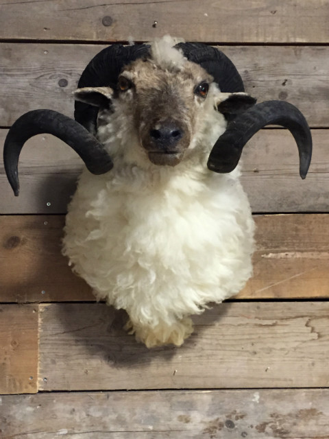 Stuffed head of a large ram