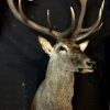 Stately stuffed head of a red stag