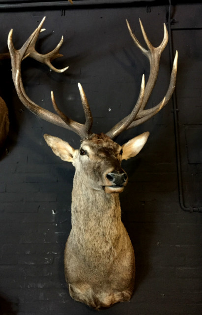 Stately stuffed head of a red stag