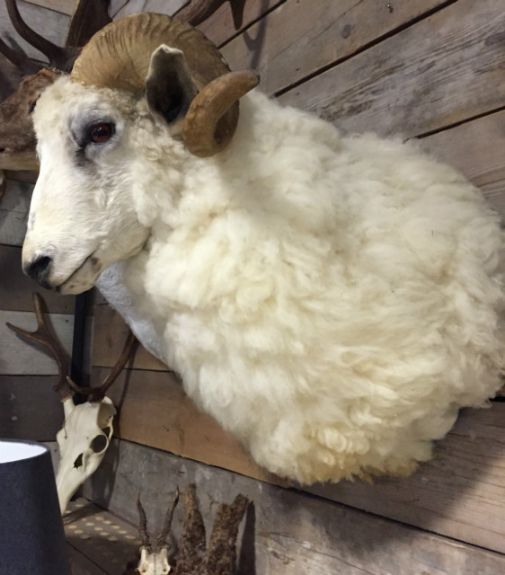 Stuffed head of a large ram