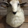 Stuffed head of a large ram