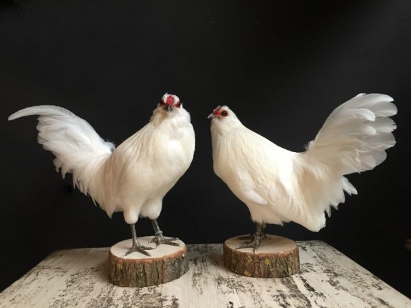 Stuffed white stylish chickens.