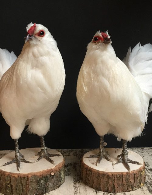Stuffed white stylish chickens.