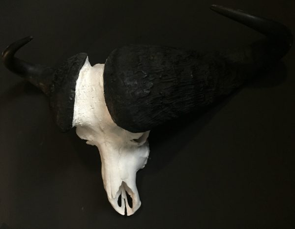 Heavy skull of a cape buffalo