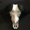 Heavy skull of a cape buffalo