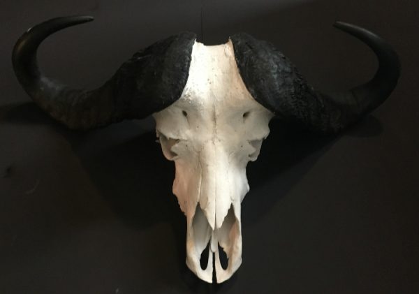 Heavy skull of a cape buffalo