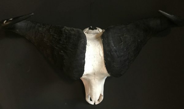 Heavy skull of a cape buffalo