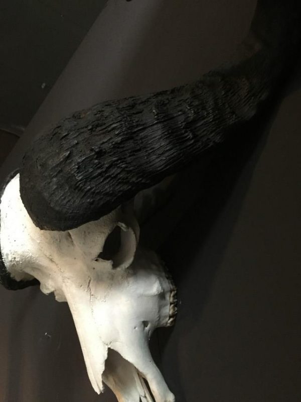 Heavy skull of a cape buffalo