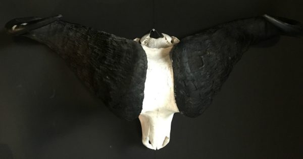 Heavy skull of a cape buffalo