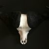 Old Skull / study model of a horse