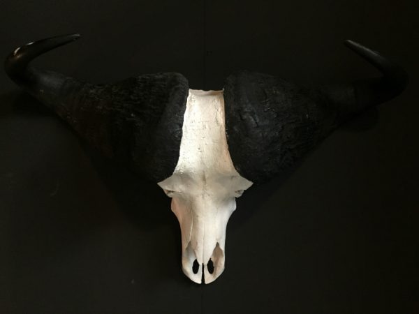 Heavy skull of a cape buffalo